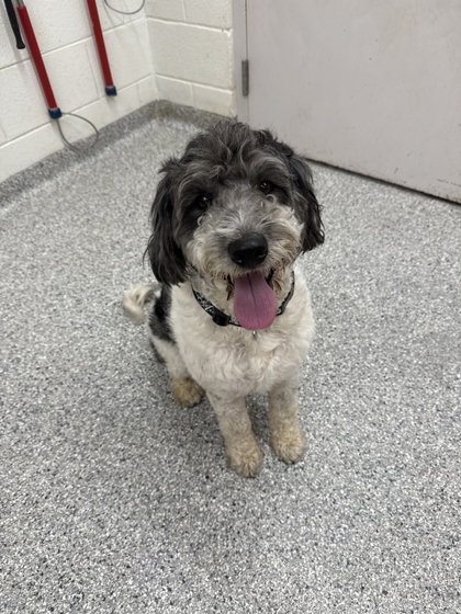 Shelter Stray Male Dog last seen Near block of Asbury Rd, City of Knoxville GP, TN, 3201 Division St, Knoxville, TN 37919, USA