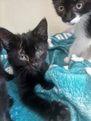 Shelter Stray Male Cat last seen Near Chamblee Dunwoody Way Atlanta, 30341, 30341, GA, 3280 Chamblee Dunwoody Rd, Chamblee, GA 30341, USA