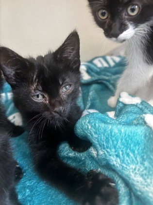 Shelter Stray Male Cat last seen Near Chamblee Dunwoody Way Atlanta, 30341, 30341, GA, 3280 Chamblee Dunwoody Rd, Chamblee, GA 30341, USA