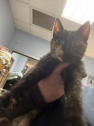Shelter Stray Female Cat last seen 4428–4448 Snapfinger Woods Dr Decatur, GA, 30035, 30035, GA, 3280 Chamblee Dunwoody Rd, Chamblee, GA 30341, USA