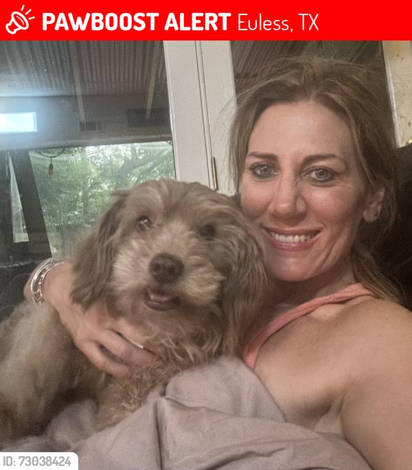Lost Male Dog last seen Near westpark way circle , Euless, TX 76040