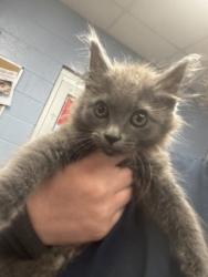 Shelter Stray Female Cat last seen Near Briarwood Bluff, Brookhaven 30319, 30319, GA, 3280 Chamblee Dunwoody Rd, Chamblee, GA 30341, USA