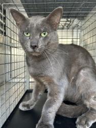 Shelter Stray Unknown Cat last seen Coury-EV, EVERMAN, TX, 3961 Bluebell Dr, Everman, TX 76140, USA