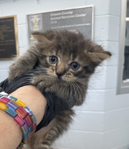 Shelter Stray Male Cat last seen Near Hwy East, James City, NC, 1639 Old Airport Rd, New Bern, NC 28562, USA