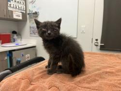 Shelter Stray Male Cat last seen Near Willow Avenue, 64134, MO, 7077 Elmwood Ave, Kansas City, MO 64132, USA