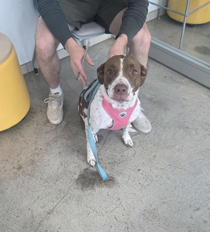 Shelter Stray Female Dog last seen Near Golden Triangle, North District, TX, 355 Hillshire Dr, Haslet, TX 76052, USA