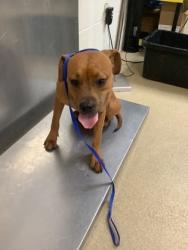 Shelter Stray Male Dog last seen Near Cotton Depot Ln., Central District, TX, 355 Hillshire Dr, Haslet, TX 76052, USA