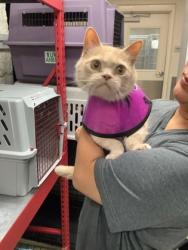 Shelter Stray Male Cat last seen , North District, TX, 355 Hillshire Dr, Haslet, TX 76052, USA