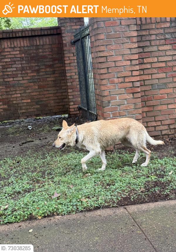 Found/Stray Unknown Dog last seen Goodlett and poplar, Memphis, TN 38117