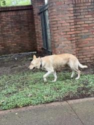Found/Stray Unknown Dog last seen Goodlett and poplar, Memphis, TN 38117