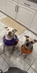 Reunited Female Dog last seen Merritt street , Marietta, GA 30060