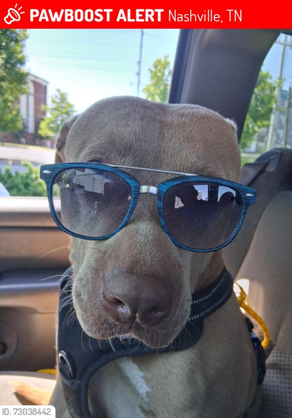 Lost Female Dog last seen East Trinity Lane , Nashville, TN 37206