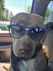Lost Female Dog last seen East Trinity Lane , Nashville, TN 37206