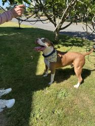 Reunited Unknown Dog last seen N 8th and Ainsworth, Tacoma, WA 98403