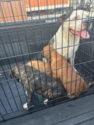 Found/Stray Female Dog last seen Crosstimbers and 35, Fort Worth, TX 76102
