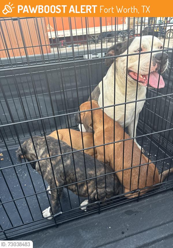 Found/Stray Female Dog last seen Crosstimbers and 35, Fort Worth, TX 76102