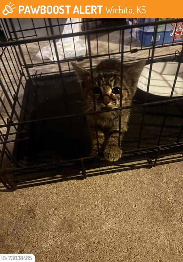 Found/Stray Male Cat last seen Roosevelt & Central, Wichita, KS 67208