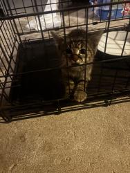 Found/Stray Male Cat last seen Roosevelt & Central, Wichita, KS 67208