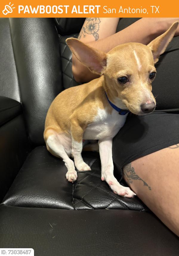 Found/Stray Male Dog last seen Near Jackson Keller rd, San Antonio, TX 78213