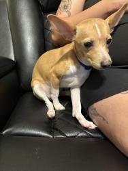 Found/Stray Male Dog last seen Near Jackson Keller rd, San Antonio, TX 78213
