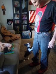 Lost Male Dog last seen Near S 93rd St Tacoma WA 98444, Tacoma, WA 98444