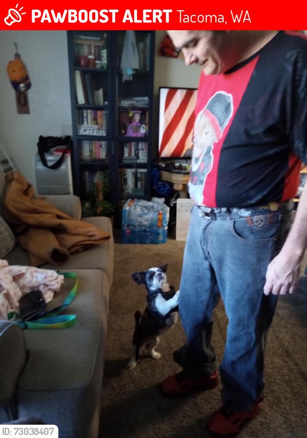 Lost Male Dog last seen Near S 93rd St Tacoma WA 98444, Tacoma, WA 98444