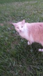 Lost Male Cat last seen Near 11th ave south, Myrtle Beach, SC 29577