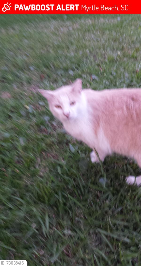 Lost Male Cat last seen Near 11th ave south, Myrtle Beach, SC 29577