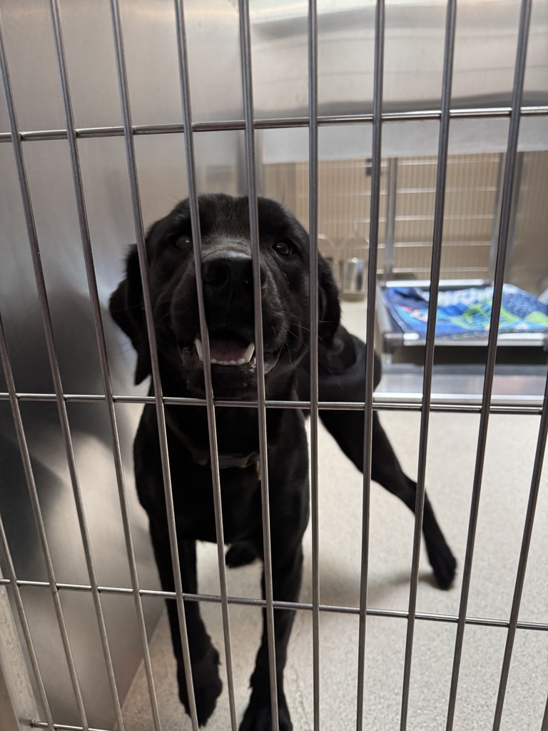 Shelter Stray Female Dog last seen Near Monroe Street, PONTIAC, MI, 48340, 1200 N Telegraph Building 42E, Pontiac, MI 48340, USA