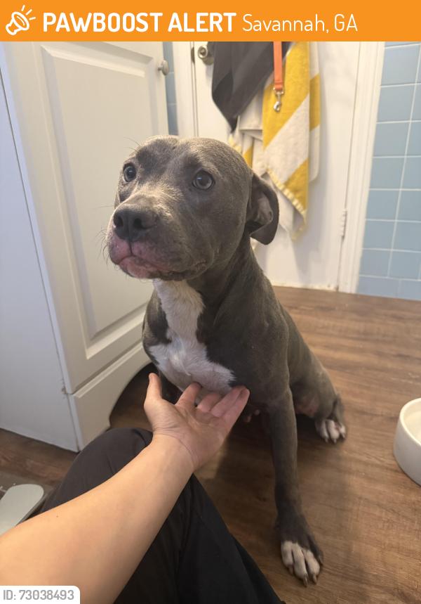 Found/Stray Female Dog last seen Nathaniel greene park, Savannah, GA 31405