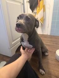 Found/Stray Female Dog last seen Nathaniel greene park, Savannah, GA 31405