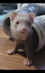 Lost Female Ferret last seen Corner of Marion Avenue & Mt. Vernon Road, Southington, CT 06479