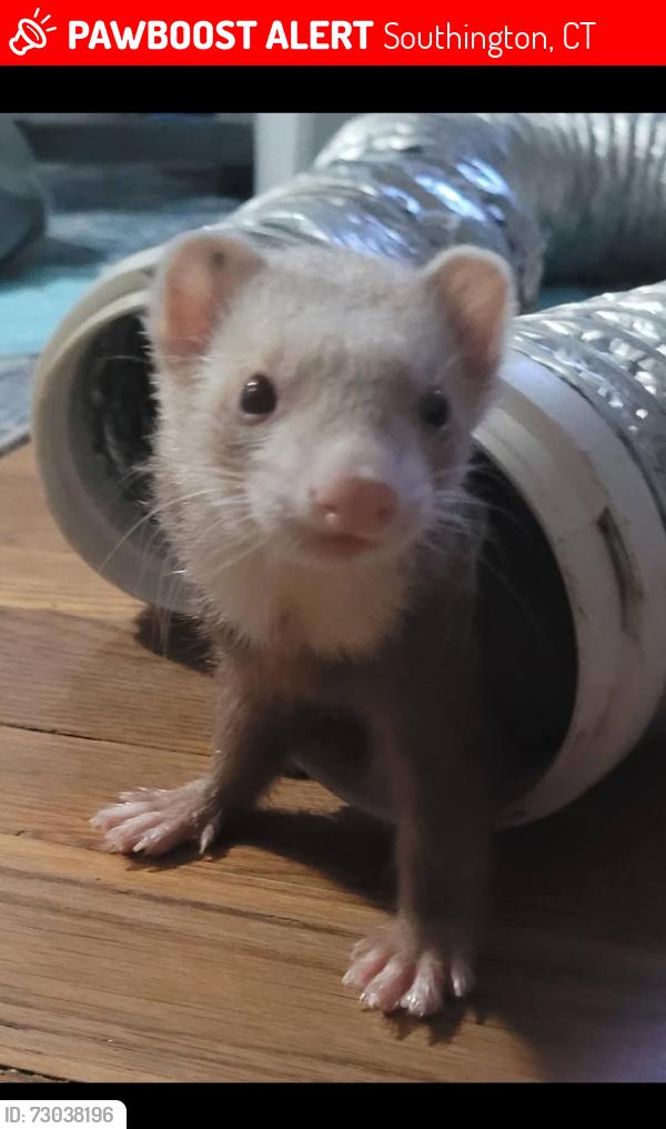 Lost Female Ferret last seen Corner of Marion Avenue & Mt. Vernon Road, Southington, CT 06479