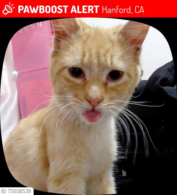 Lost Male Cat last seen W berkshire lane, Hanford, CA 93230
