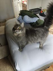 Reunited Male Cat last seen Quinault Dr NE, Washington 98516, USA, Thurston County, WA 98516