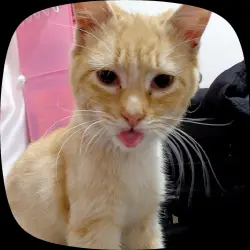Lost Male Cat last seen W berkshire lane, Hanford, CA 93230