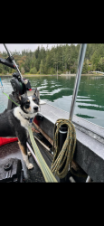 Reunited Male Dog last seen Union Ave & S 31st St, Tacoma, WA 98409