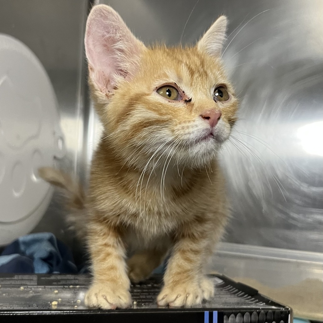 Shelter Stray Male Cat last seen , 4575 E Mesquite Ave, Palm Springs, CA 92264, USA