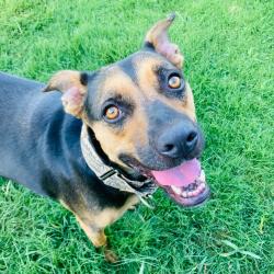 Shelter Stray Female Dog last seen , 2951 S 1st St, Cabot, AR 72023, USA