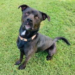 Shelter Stray Male Dog last seen , 2951 S 1st St, Cabot, AR 72023, USA
