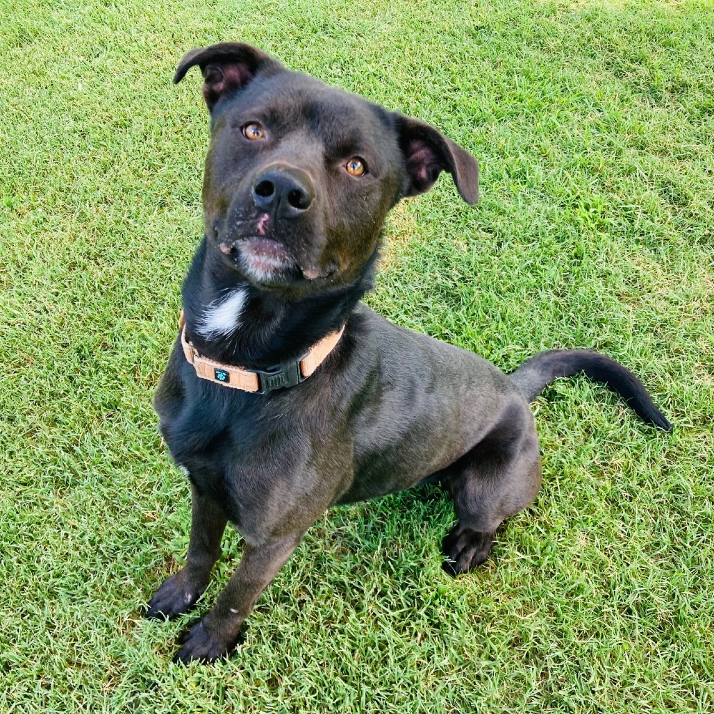 Shelter Stray Male Dog last seen , 2951 S 1st St, Cabot, AR 72023, USA