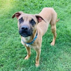 Shelter Stray Male Dog last seen , 2951 S 1st St, Cabot, AR 72023, USA