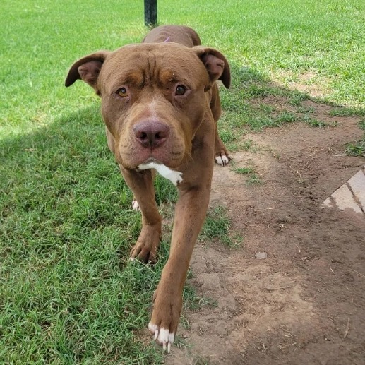 Shelter Stray Male Dog last seen , 2951 S 1st St, Cabot, AR 72023, USA