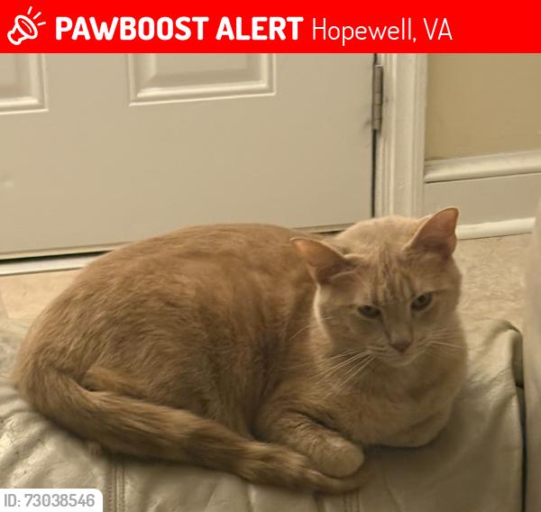 Lost Male Cat last seen 21st ave and Day St, Hopewell, VA 23860