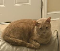 Lost Male Cat last seen 21st ave and Day St, Hopewell, VA 23860