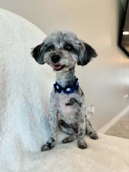 Lost Female Dog last seen Harwin , Houston, TX 77036