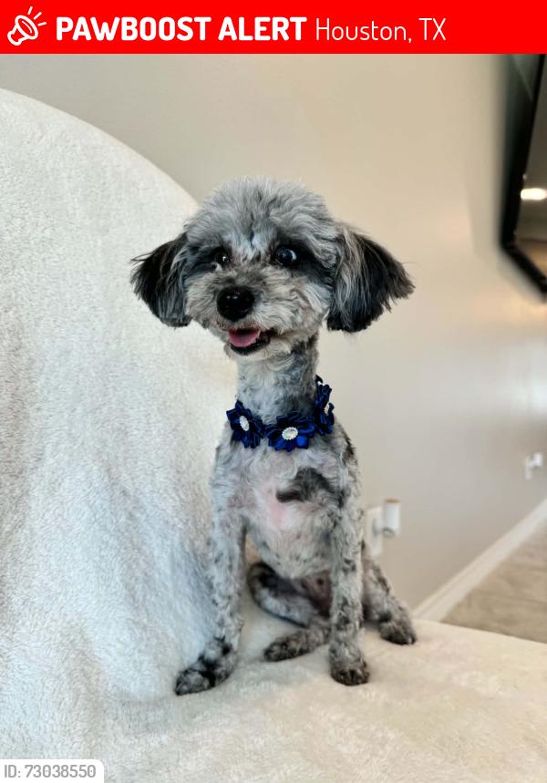 Lost Female Dog last seen Harwin , Houston, TX 77036