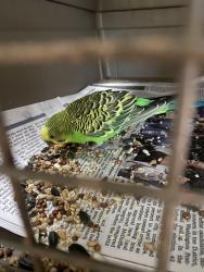 Found/Stray Unknown Bird last seen Layton Ridge Dr, Montgomery County, MD 20882