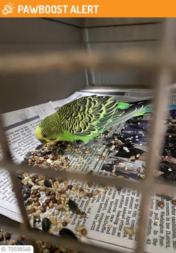 Found/Stray Unknown Bird last seen Layton Ridge Dr, Montgomery County, MD 20882