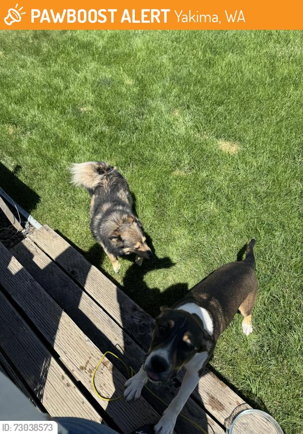 Found/Stray Unknown Dog last seen In bag yard behind tasty wok restaurant, Yakima, WA 98902